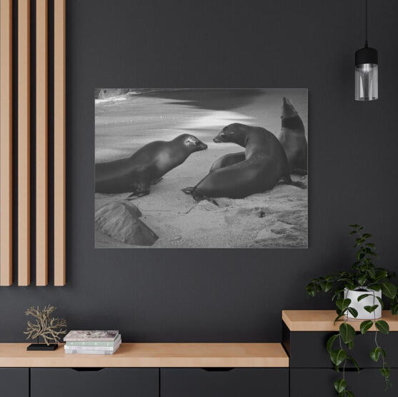 Sea Lions Beach Canvas Print, Photography | Black & White Wildlife Art | Animals | gift for animal lovers and photography enthusiasts