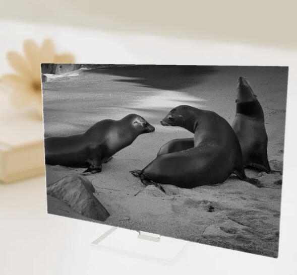 Seal Black and White Full Bleed Acrylic Standees