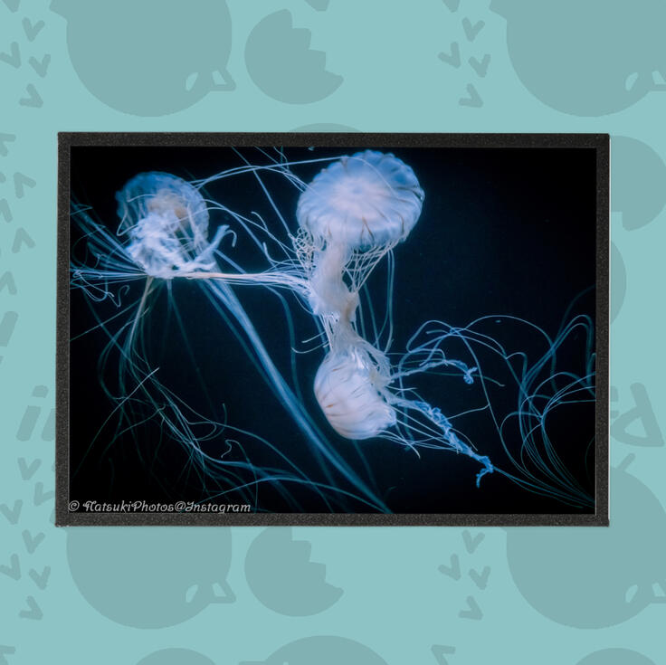 Jellyfish Blue Photography Art Boards