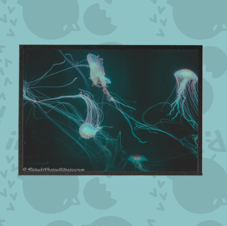 Jellyfish Photography Art Boards