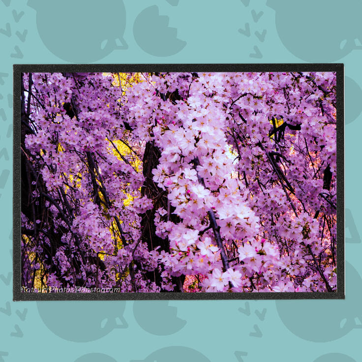Japanese Sakura Photography Art Boards
