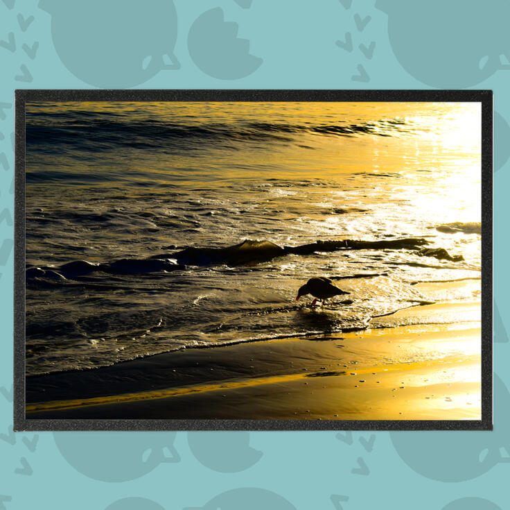 Duck at the beach Photography Art Boards